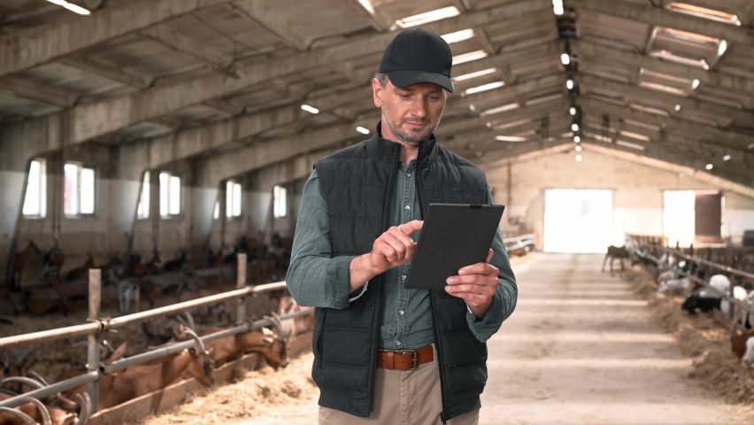 Portrait of Caucasian handsome male shepherd standing inside the barn typing on tablet device browsing online. Man farmer using gadget indoors in animal farm with goats herd in stable. Cattle in shed