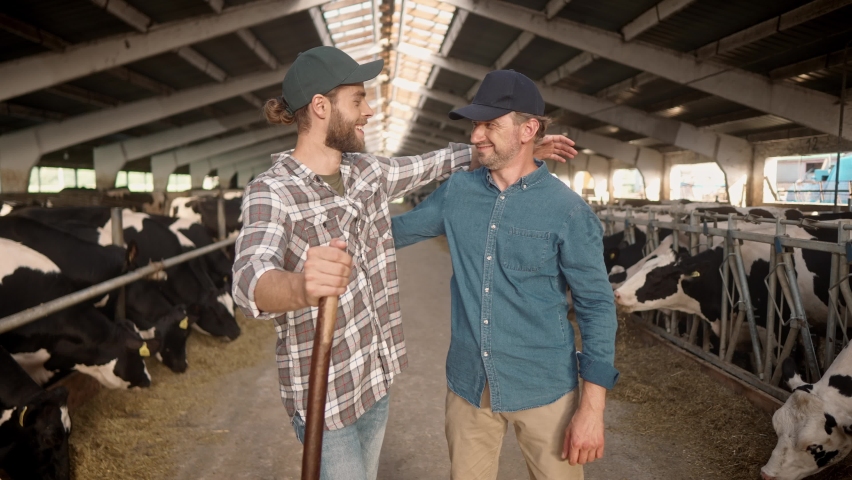 Two happy Caucasian male farmers working at farm standing in cowshed and smiling to camera. Joyful men work in barn together in village. Many cows in stable on background. Dairy industry. Livestock Royalty-Free Stock Footage #1095763979