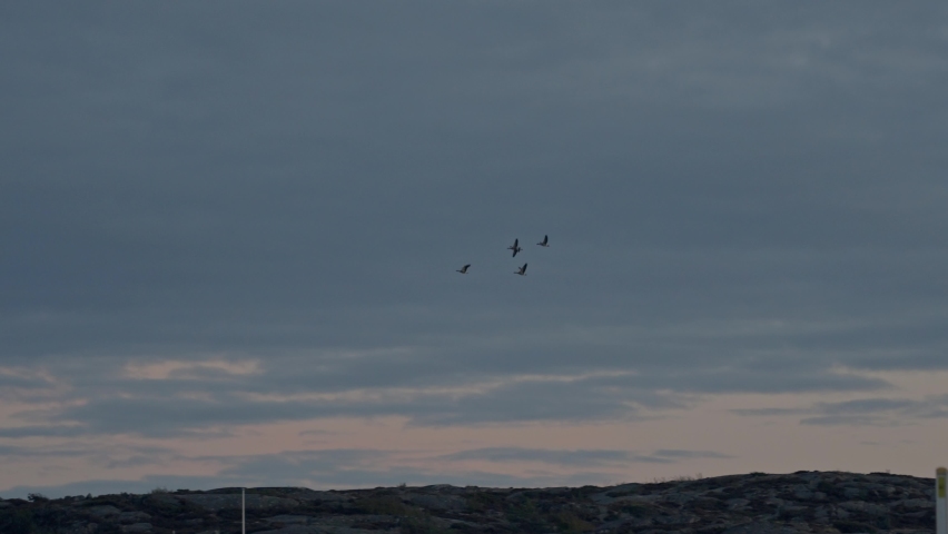 Small group of geese fly at dusk. Evening falls and the animals migrate under a cloudy sky. Water birds fly over a Swedish harbor. 4k slow motion video.