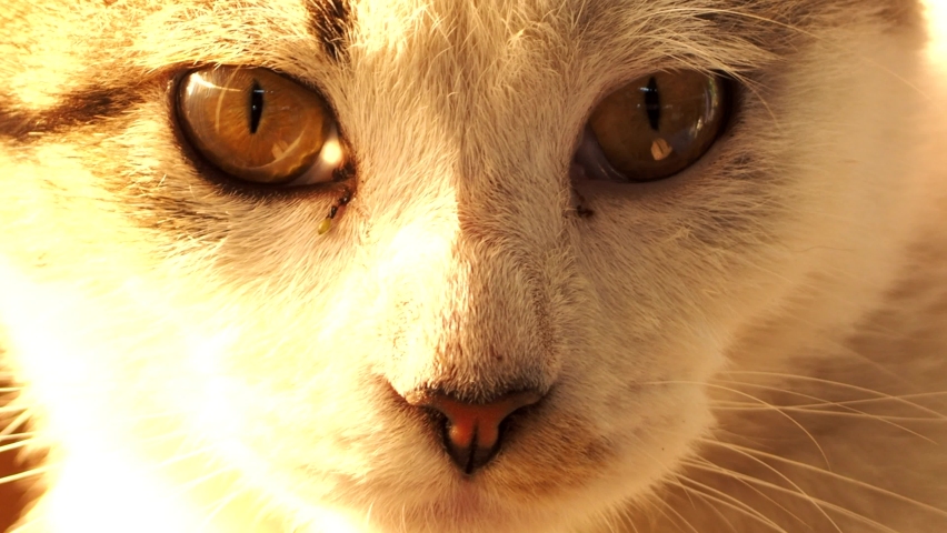 Close up cat face , in door  Chiangmai  Thailand.