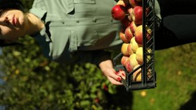 Vertical video Slow motion, Woman hand holding a crate, box with red ripe apples, harvesting fruit from branch at autumn season, sunlight. Local market or supermarket, Ukraine apples.