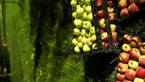 Vertical video harvest of fresh organic red apples in the black boxes, harvest, local market or supermarket, Ukraine apples.