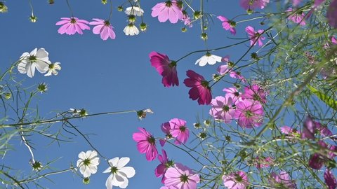 Hoa hồng Cosmos màu hồng là một trong những loài hoa đẹp nhất của mùa thu. Sắc hồng nhẹ nhàng của chúng tạo nên một không gian tươi mới và đầy sức sống. Xem ảnh liên quan để cảm nhận vẻ đẹp thần tiên của những bông hoa Cosmos này.