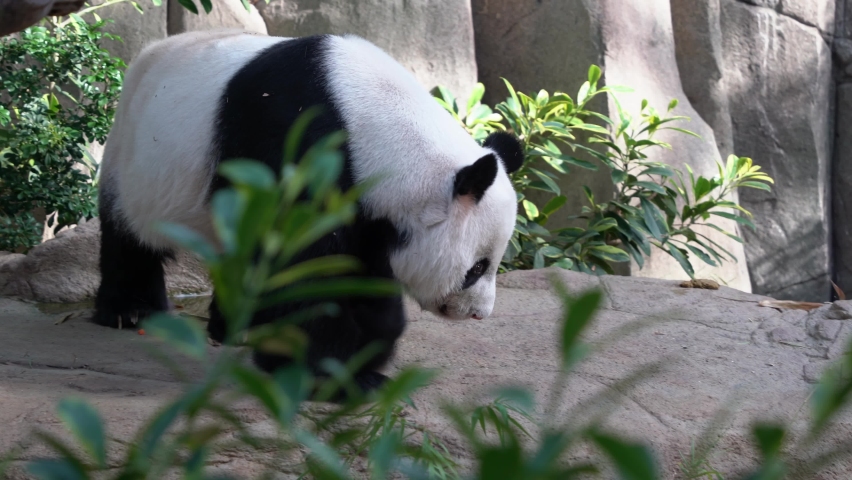 Close up shot of a giant cute panda, ailuropoda melanoleuca slowly lying down on the ground to its sleeping position with its tummy down during the day.