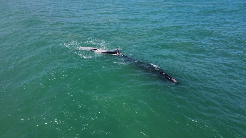 Drone view of brindle whale with its Southern Right mom, aquamarine ocean - whale season in Hermanus, Western Cape, South Africa Royalty-Free Stock Footage #1095777459