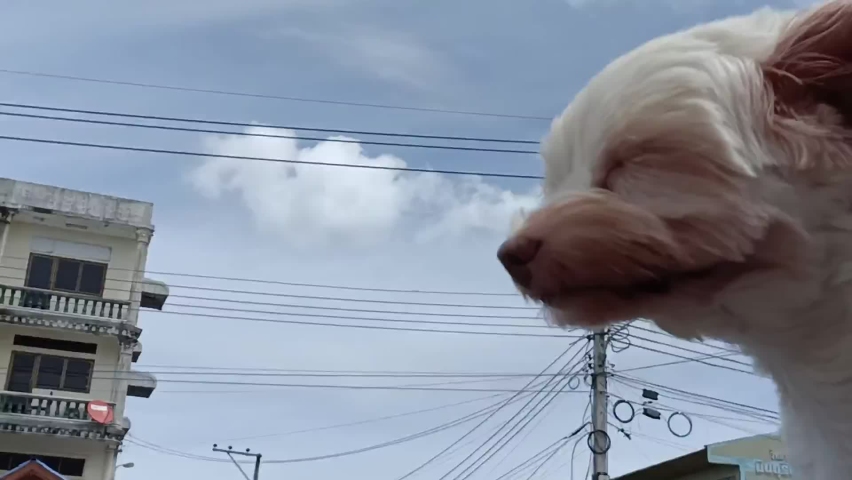 Cute white dog riding a car running on the road