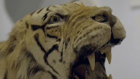 This panning video shows a detailed, close up view of a vintage tiger taxidermy mount.