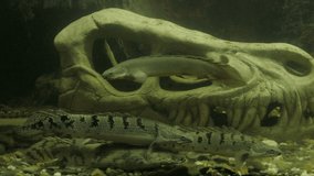 Polypterus palmas fish. Skull under water. Gloomy dark underwater background. Fish inside the skull. Aquarium background, 4k.