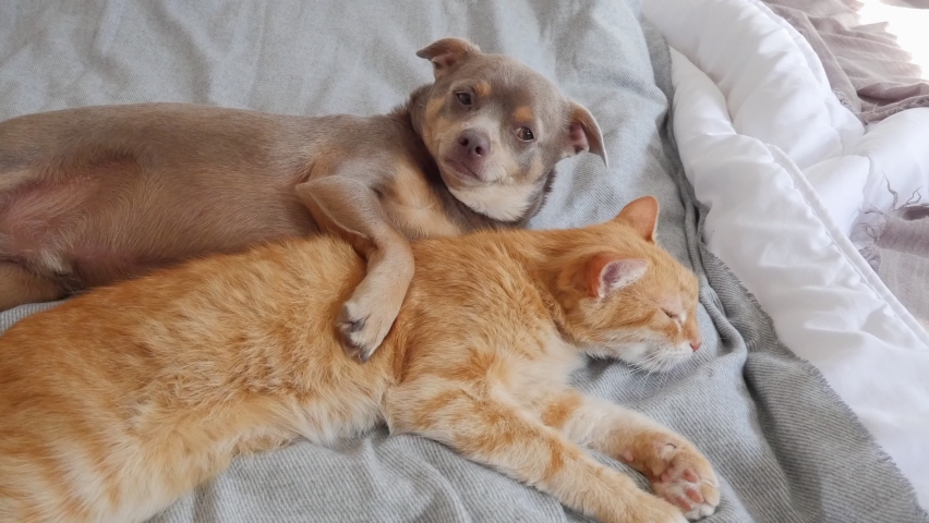 Puppy and kitten sleeping on the bed together. Dog is hugging a cat