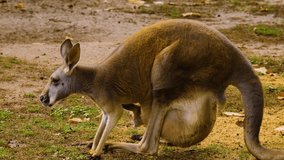 Kangaroo video in the wild
