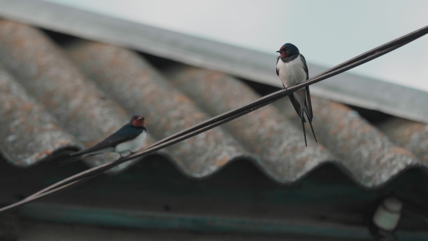 Swallows sitting on wires and flying away