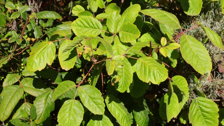 Poison Oak plant on the side of a hiking trail on the central coast of California