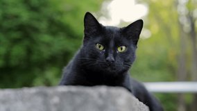 Close up video of black cat laying on ground and looking at the camera is ready for attack