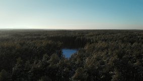 A winter pine forest and a meadow in the middle on a clear sunny day. 4K video capture. The drone approaches and reveals a view of the forest clearing.