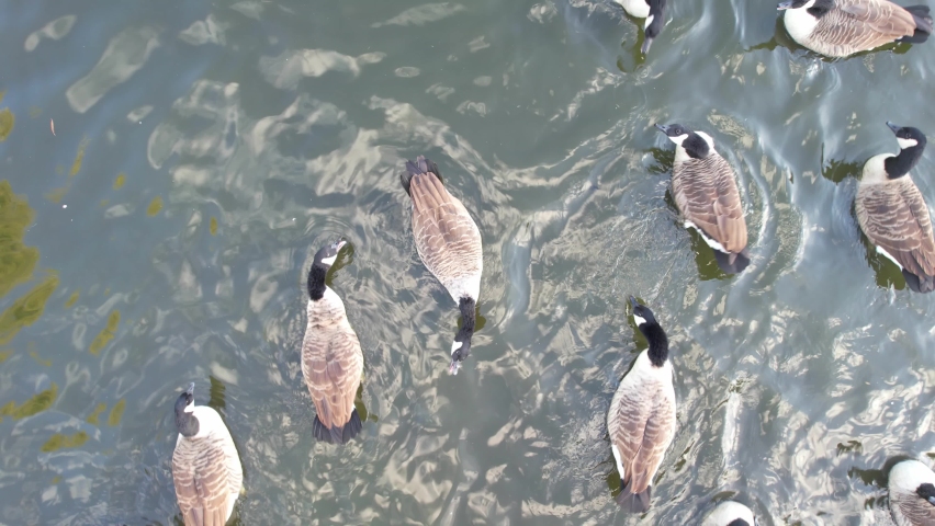 Beautiful and Cute Water Birds are Swimming in the Lake Water of Local Public Park of England