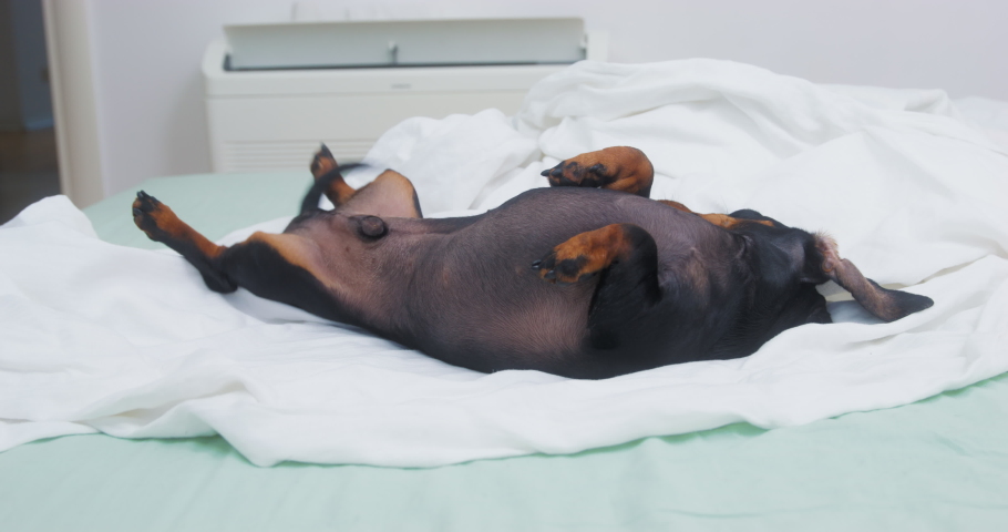 Dachshund dog plays on big white bed turning from back to belly and stops seeing owner. Domestic pet enjoys careness from person relaxing on cozy bed