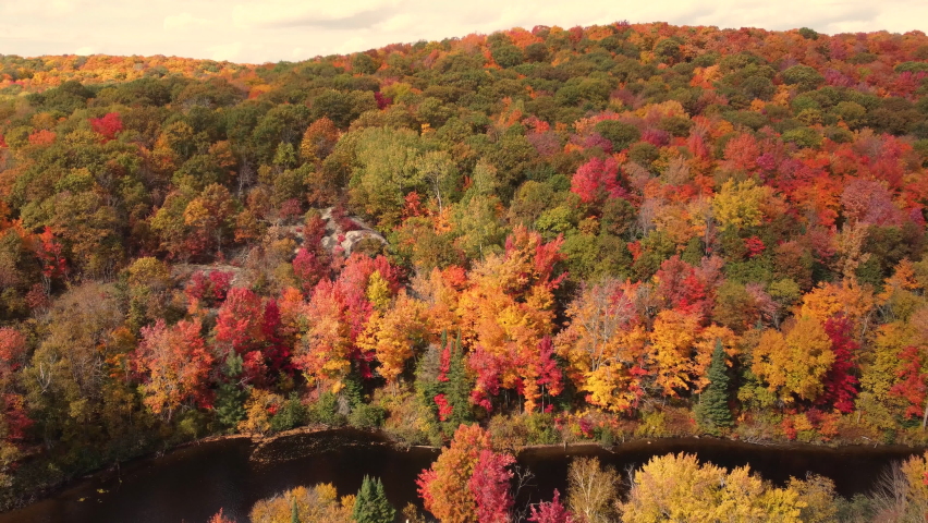 Aerial birds eye view capturing beautiful dense deciduous forest with tree in vibrant autumn colors in Muskoka region, Algonquin provincial park, Ontario, Canada.