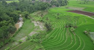 Aerial footage of beautiful green Terraced rice field with some coconut trees. Rural landscape of Indonesia