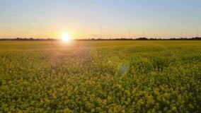 Smart Digital Agriculture Technology drone fly above Farm Plantation Checking Production Performance Quality of Crop. Futuristic Sensor Data Collection Management by artificial intelligence - Powered by Shutterstock - Get 15% off with code: PIKWIZARD15