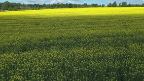 Drone video of a field of canola flowers with the sun advancing on the yellow flowers in the countryside of St-Tharcicius near Matane in Gaspesie.