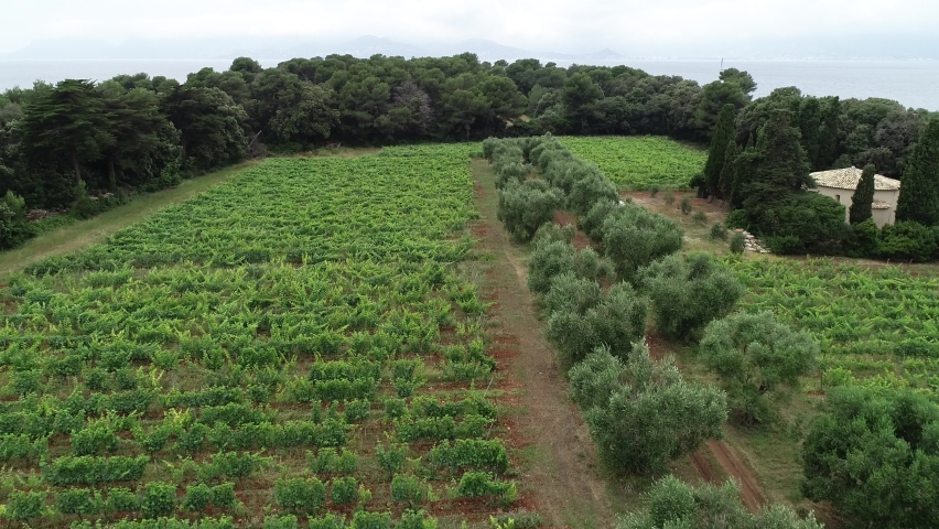 Drone shot of Iles de Lerins vineyard, located in front of Cannes, French Riviera