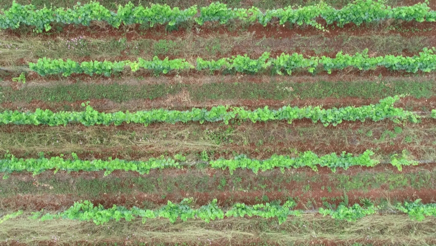 Drone shot of Iles de Lerins vineyard, located in front of Cannes, French Riviera