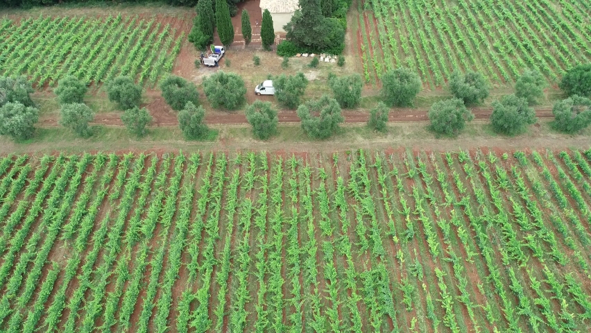 Drone shot of Iles de Lerins vineyard, located in front of Cannes, French Riviera