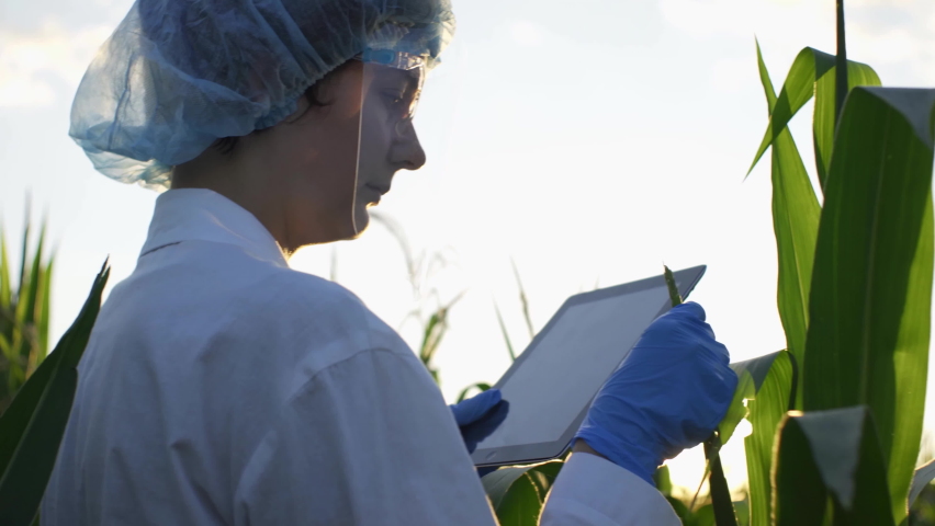 A scientific researcher doctor in a protective suit conducts an experiment on corn plants, a laboratory employee stands in a corn field looks at a plantation of corn sprouts Royalty-Free Stock Footage #1095817185