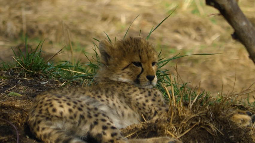 Close up shot of a cheetah babies sleeping with mother on the ground