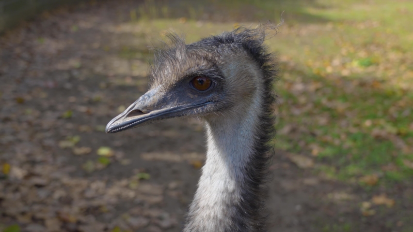 Close up of emu on a sunny day looking around	 Royalty-Free Stock Footage #1095822031