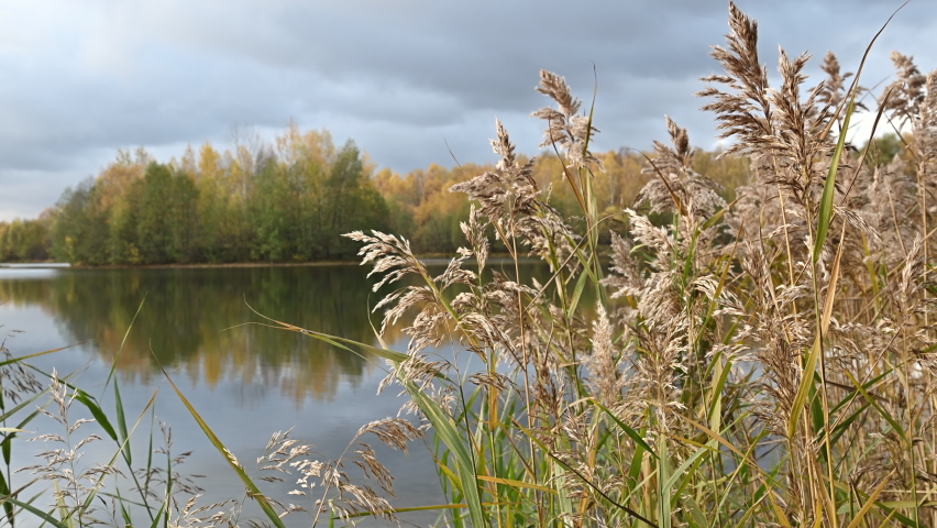 Fluffy dried reed grass on lake shore in autumn rainy day.