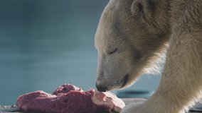 Beautiful Portrait footage of Polar bear in nature landscape near cold water of ocean, eat raw meat in morning sun rays in national park. 4k Cinematic slow motion footage