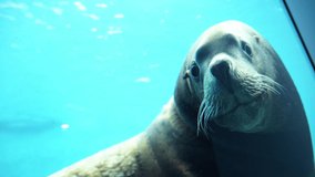 Beautifull sea lion swimming under sea water, Close up footage of Sea lions or walrus or seal swimming under water. High quality 4k raw slow motion footage