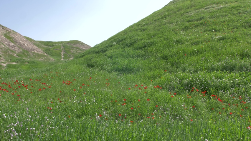 Green rolling hills with anemones, Jordan Valley, Israel
Steady shot from Jordan Valley, 2022
