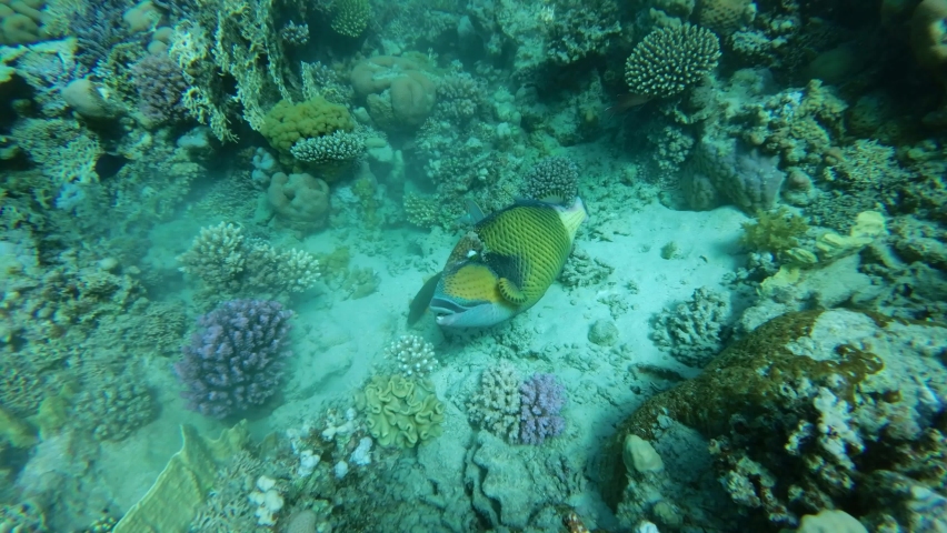 Slow motion of the Trigger fish on coral reef. Titan Triggerfish (Balistoides viridescens) Camera moving forwards to the fish. Close-up. Red Sea, Egypt Royalty-Free Stock Footage #1095826919