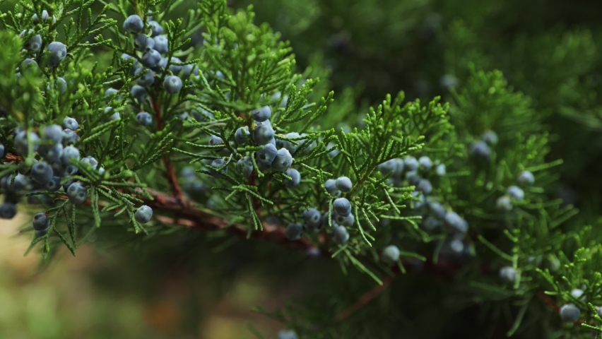 Ripe berries on a juniper bush.