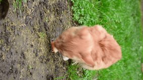 Ginger homeless cat eating, vertical 4k footage. Hungry cat outdoors,autumn