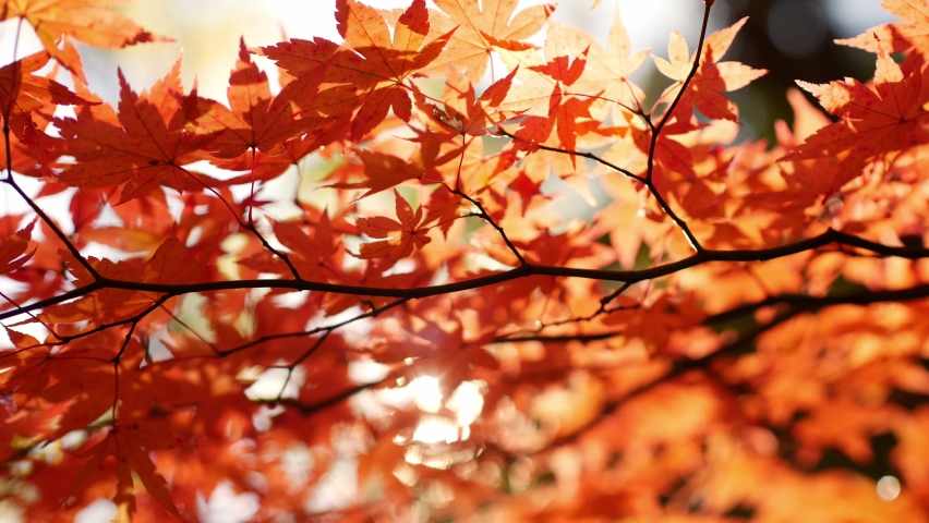 maple leaves during fall in Japan, autumn colourful leaves in forest with sun shining through the leaves, Japanese maple tree in autumn close-up. High quality 4k footage Royalty-Free Stock Footage #1095841685