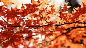 maple leaves during fall in Japan, autumn colourful leaves in forest with sun shining through the leaves, Japanese maple tree in autumn close-up. High quality 4k footage