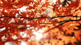maple leaves during fall in Japan, autumn colourful leaves in forest with sun shining through the leaves, Japanese maple tree in autumn close-up. High quality 4k footage - Powered by Shutterstock - Get 15% off with code: PIKWIZARD15