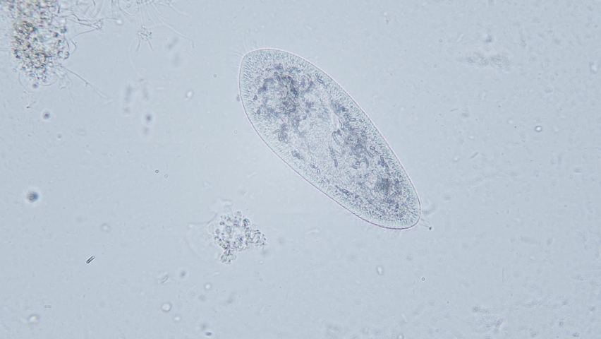 Paramecium large magnification inside organelle movement bright field microscopical view | Shutterstock HD Video #1095848873