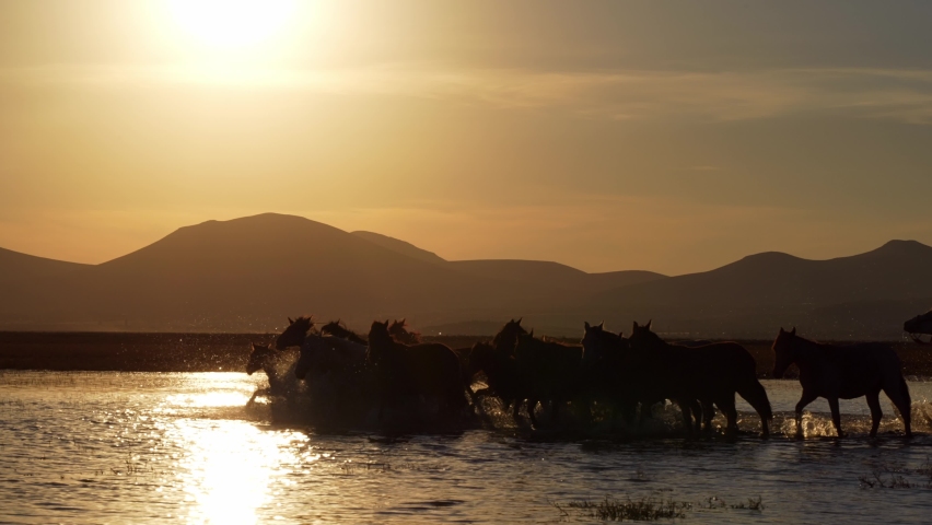 Horses running in the lake at sunset.