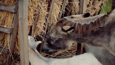 45 Donkey Meat Stock Video Footage - 4K and HD Video Clips | Shutterstock 45 Donkey Meat Stock Video Footage - 4K and HD Video Clips | Shutterstock