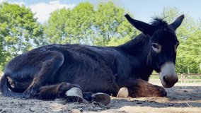 Beautiful portrait of dark brown donkey lying on ground relaxing, low angle view
