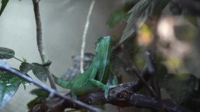 Close-up view of green veiled chameleon (Chamaeleo calyptratus) sitting on tree branch in terrarium. Selective focus. Real time video. Exotic pet theme.
