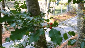 twig of holly plant with red berries in a beech forest.