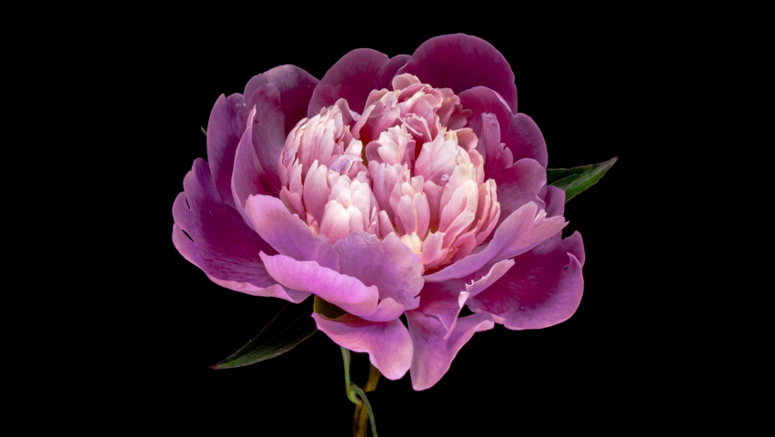 Timelapse of violet peony flower blooming on black background. Blooming peony flower close-up. Wedding backdrop, Valentine's Day concept. Mother's day, Holiday, Love, birthday