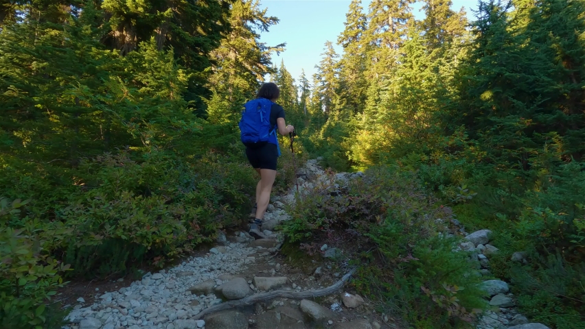 Adventurous Woman Hiker hiking on top of Canadian Mountain Landscape with trees. Sunny Evening before Sunset. Top of Mt Seymour near Vancouver, British Columbia, Canada. Adventure Travel Concept