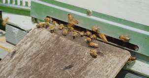 timelapse,fast motion.beekeeping.bees work on a summer day flying in and out of an old wooden hive.close-up.