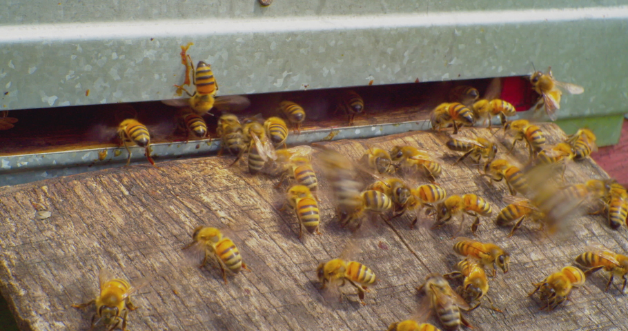 timelapse, fast filming.beekeeping.honey bees close-up next to the entrance to the bee hive. European honey bee. slow motion video. apiary.